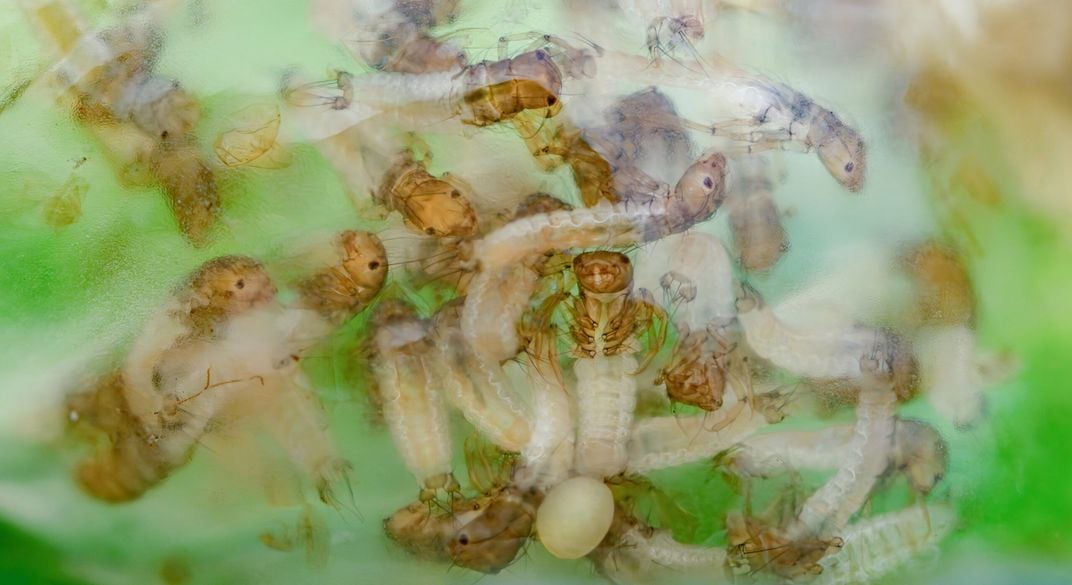 more than a dozen larval caddisflies clumped together against a green leaf background