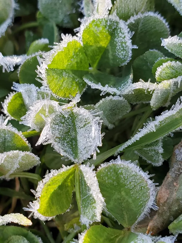 Clovers outlined in Frost thumbnail