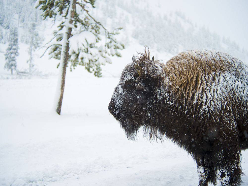 07_31_2014_bison.jpg