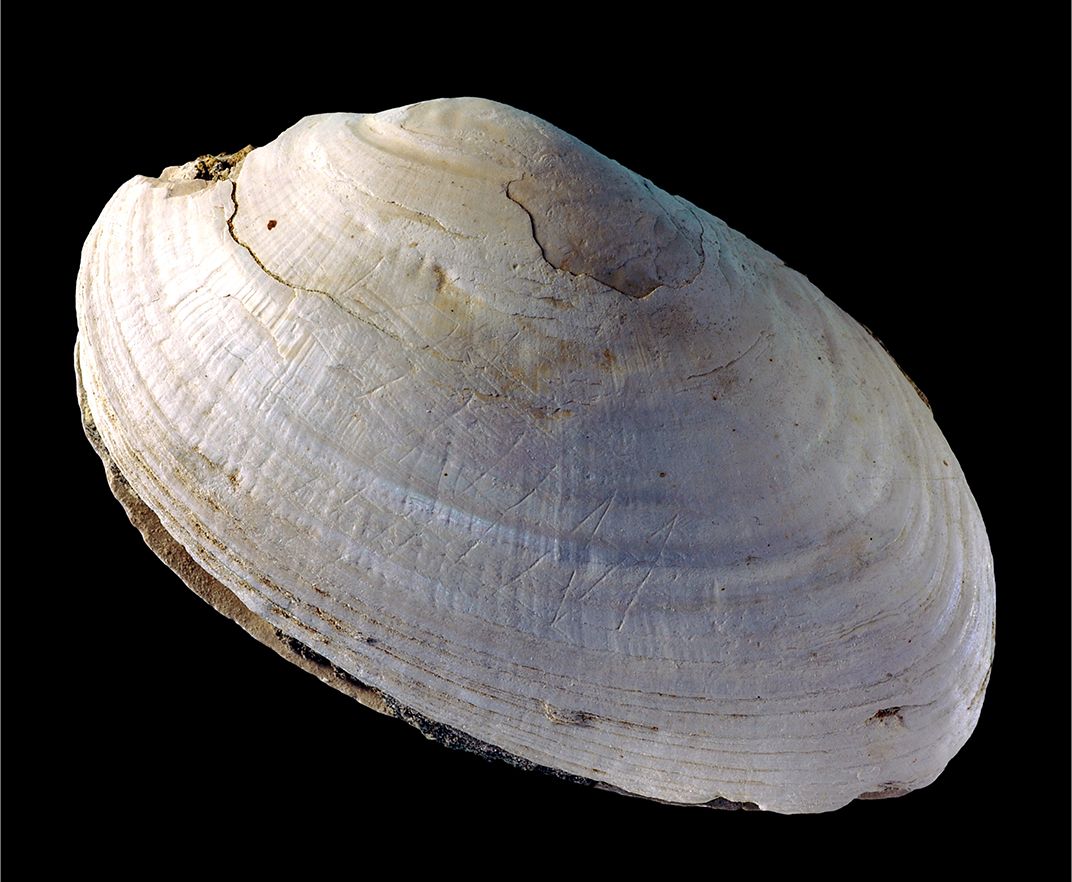 Oldest Known Shell Beads  The Smithsonian Institution's Human