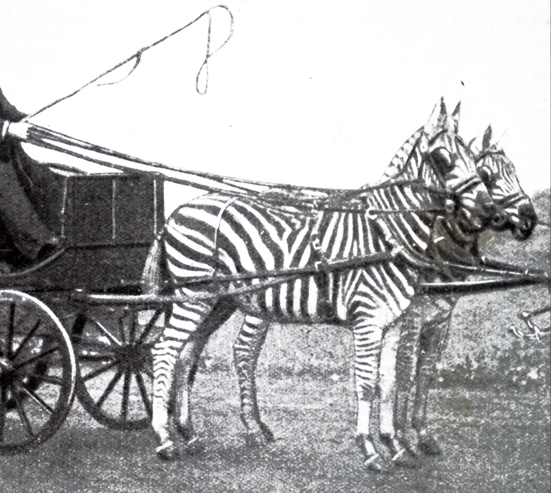 Zebras in harness