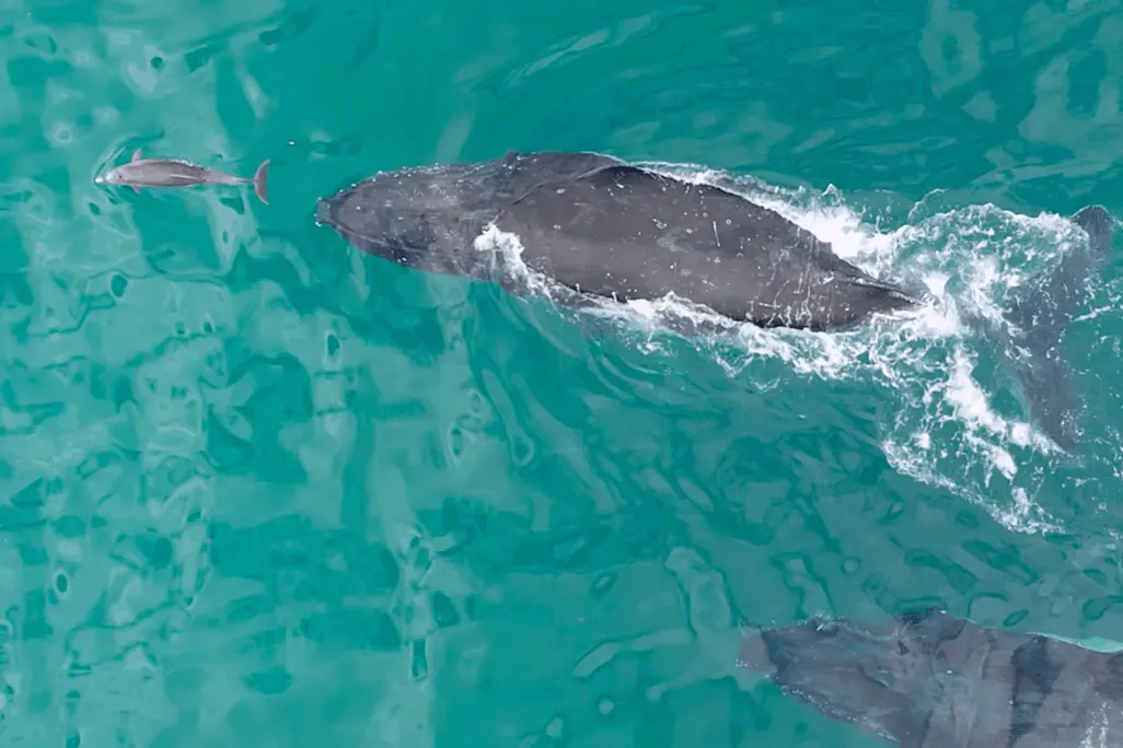 a dolphin swimming in front of two whales, very close to the nose of one