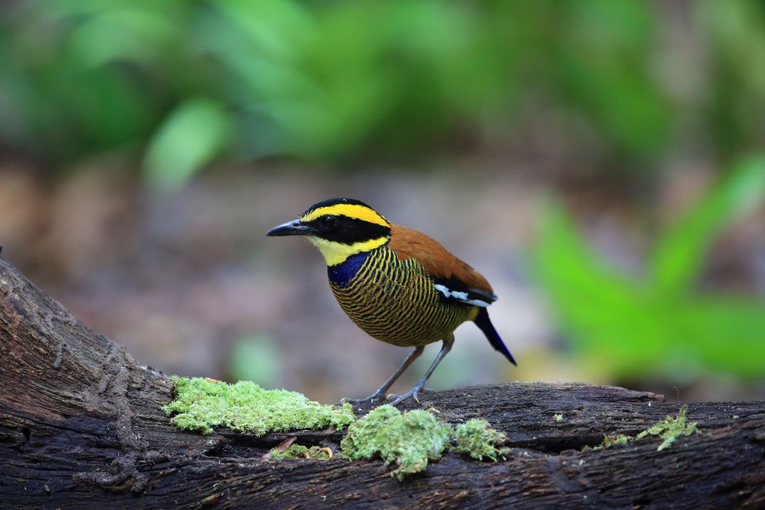 Javan Banded Pitta as seen in Bali Barat National Park