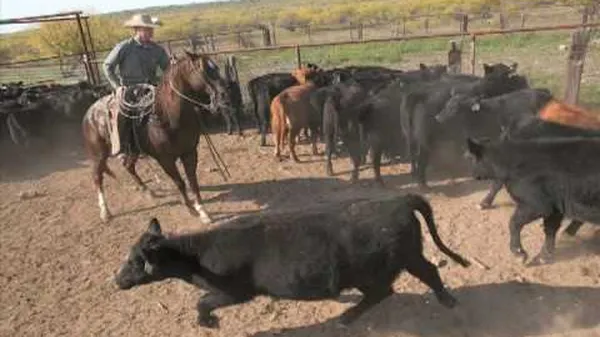 Preview thumbnail for How Cowboys Breed Perfect Cattle