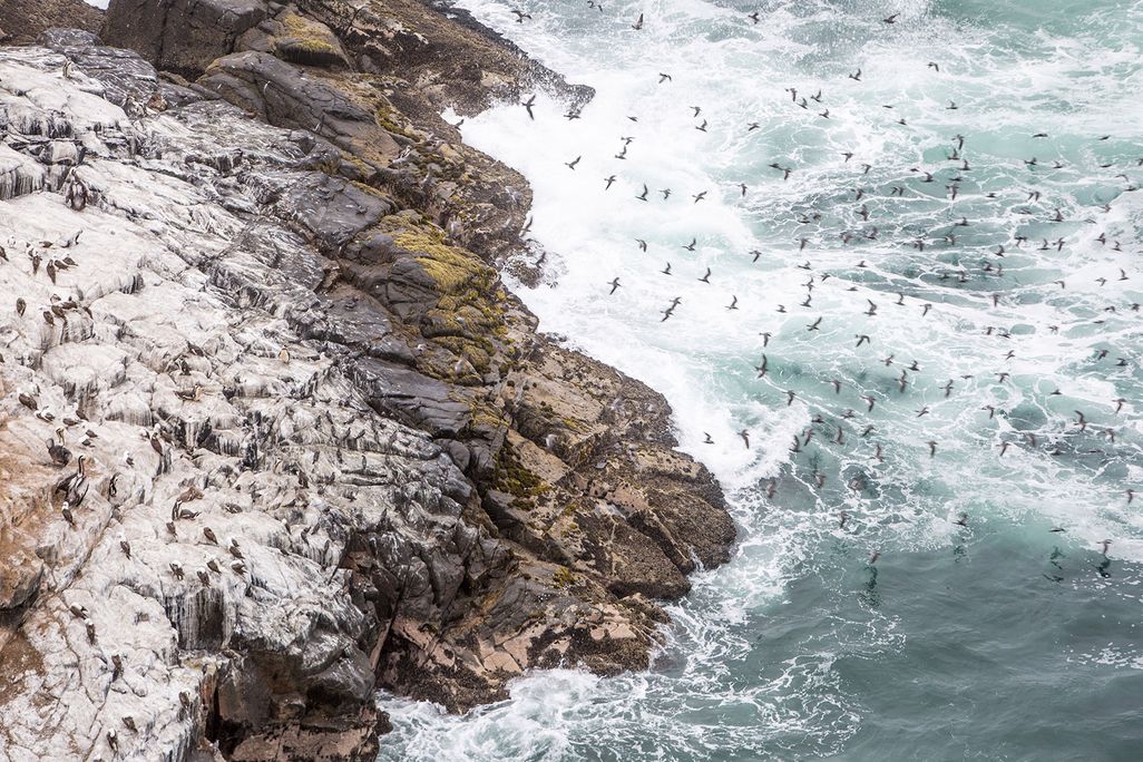 Guano Asia Island