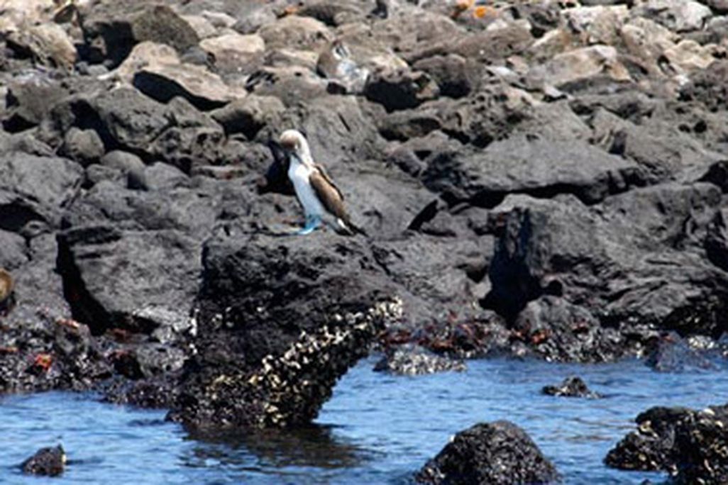 20110520104029galapagos.jpg