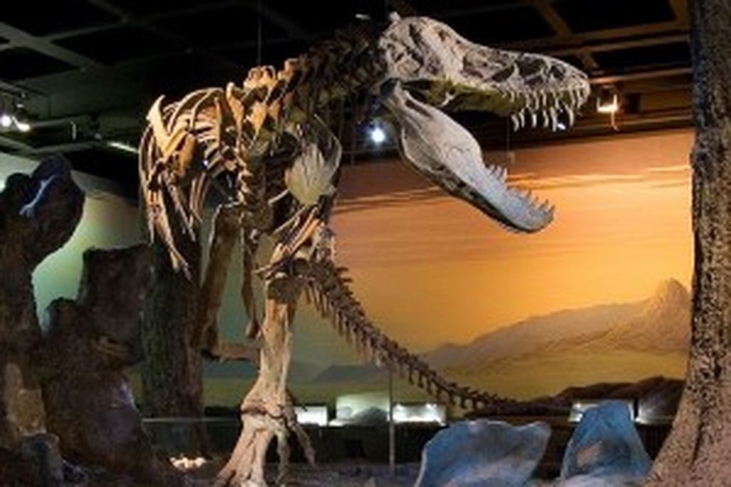 20110520083240Tyrannosaurus-skeleton-300x281.jpg