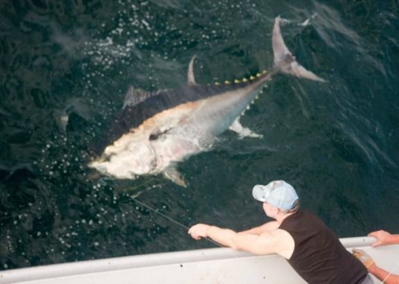 A giant bluefin tuna, caught on rod and reel, is eased toward the boat.