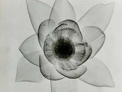 "Lotus, An X-ray" c. 1930's.
