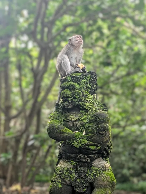 Monkey see thumbnail