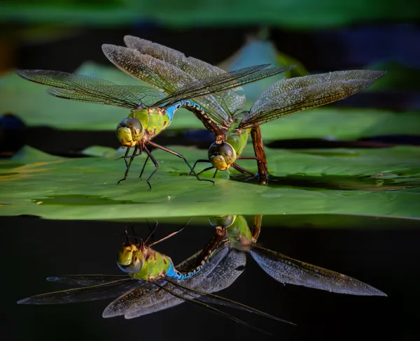 Mating Dragonflies Reflection thumbnail