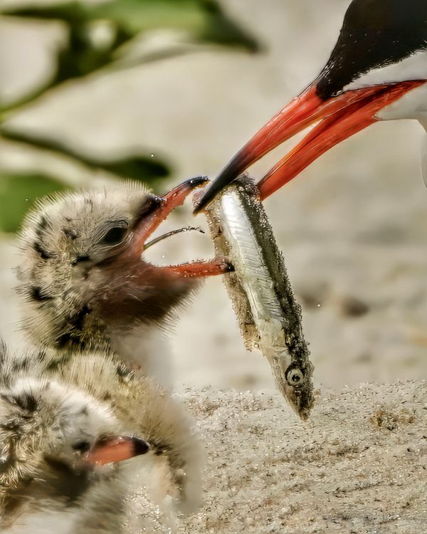 Tern parent brings back a big fish for their chicks thumbnail