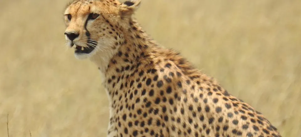  Close-up of a cheetah. 