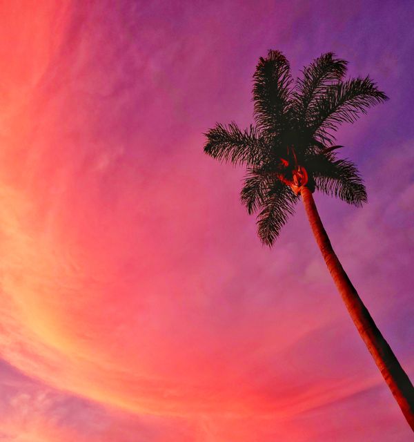 Swirling Sunset and Palm thumbnail