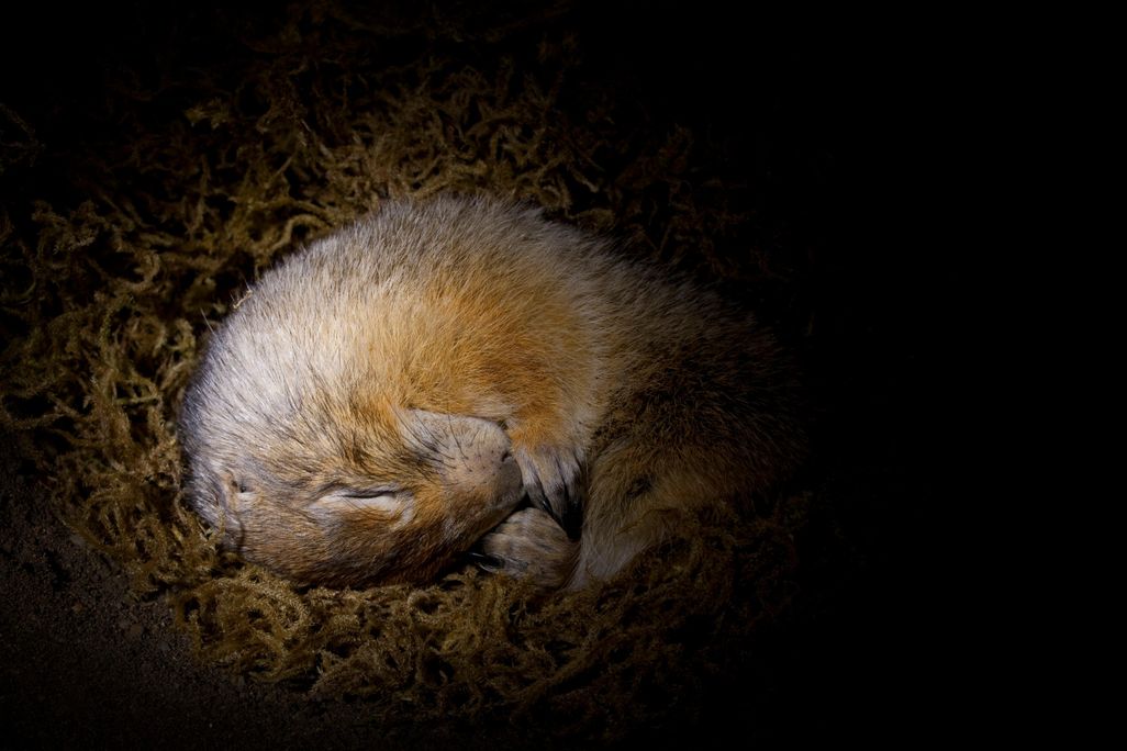 12_17_2014_squirrel.jpg