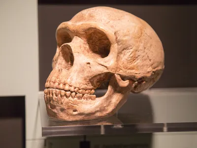 Skull of a Neanderthal, or&nbsp;Homo neanderthalensis