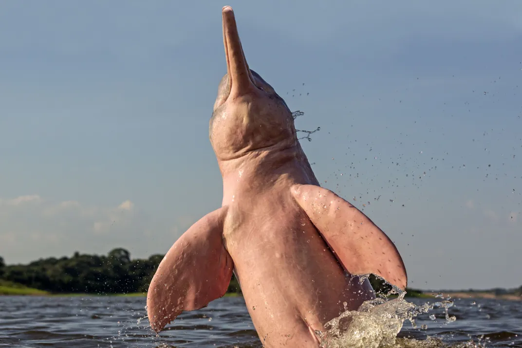 Amazon river dolphin spyhopping
