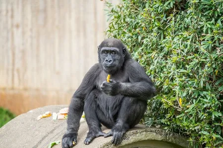 Western lowland gorilla Moke eating a snack