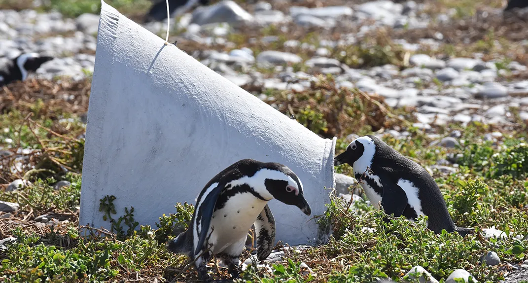 These Artificial Nests Are Helping African Penguins Beat the Heat