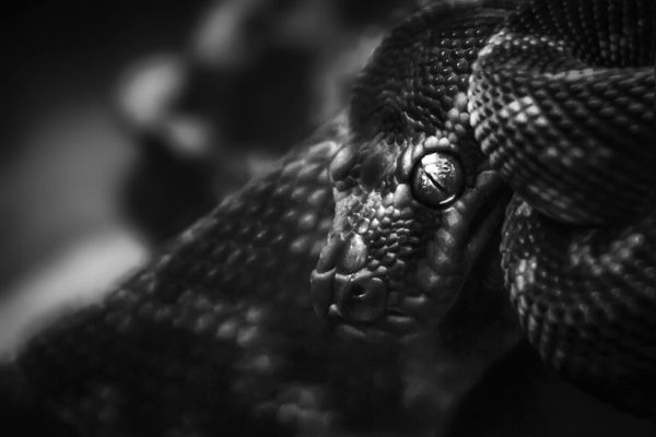 Serpent thumbnail