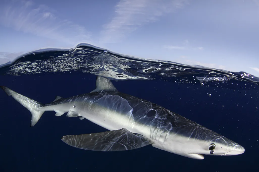 shark