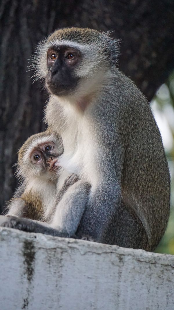 Young vervet monkey feeding by its mother thumbnail