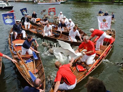 The annual swan upping ceremony of the queen's swans on the Thames.