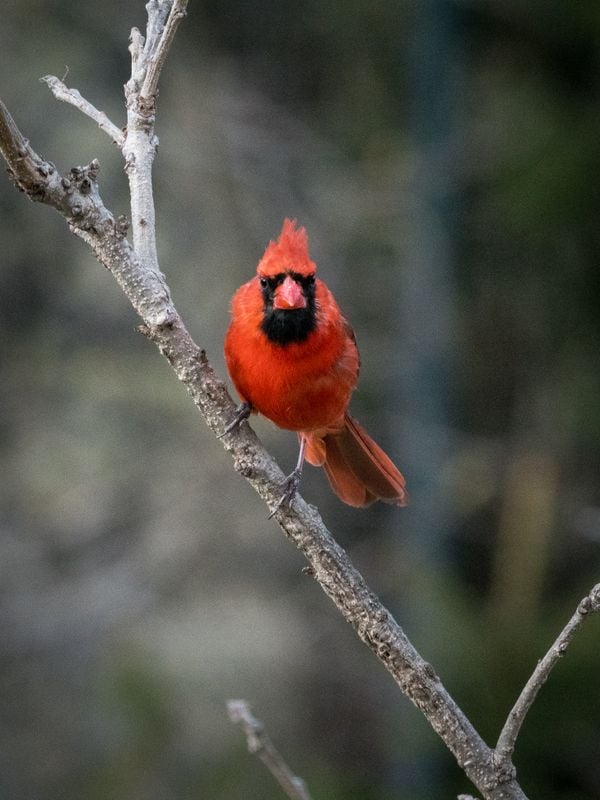 Cardinal Watching You thumbnail