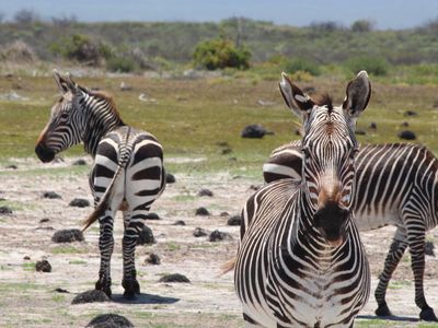 Simply by pooping, the once-endangered cape zebra helps researchers measure its health and well-being.