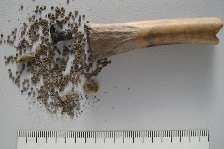 The hollow bone containing the seeds was discovered at a Roman-era settlement in 2017.