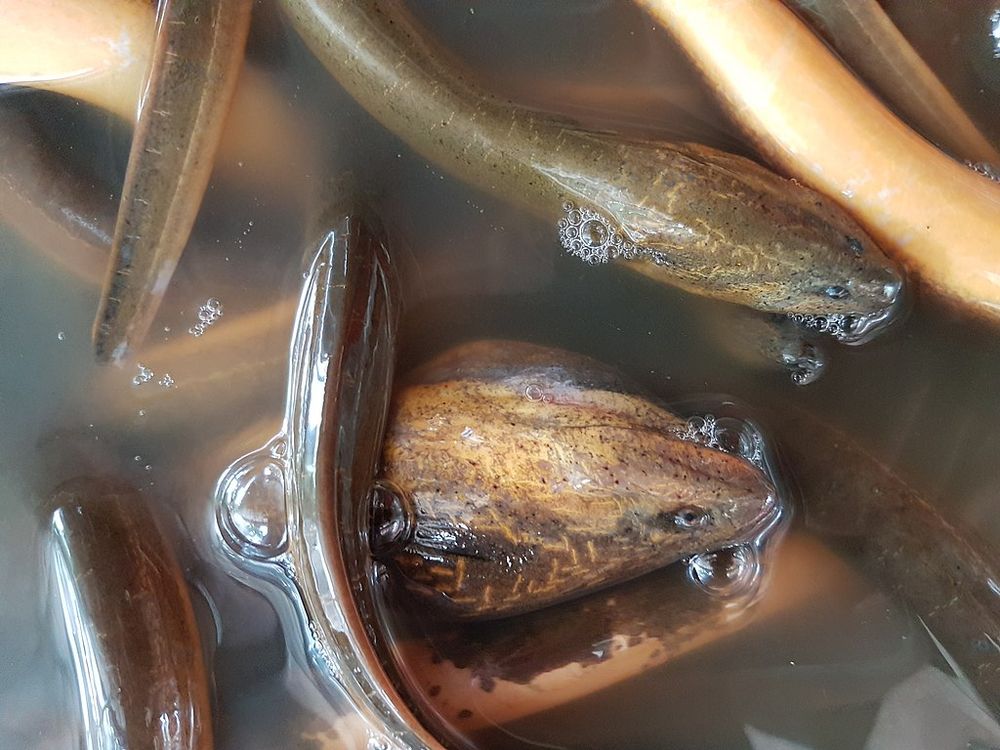 1024px-Asian_swamp_eel_(Monopterus_albus)_at_a_restaurant_in_Mindanao,_Philippines_01.jpg