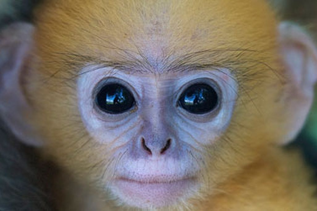 Scientists are still trying to figure out why primates have excellent vision.