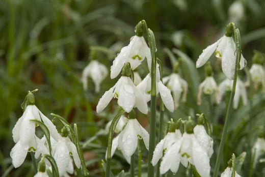 20110520102410Galanthus-nivalis_1.jpg