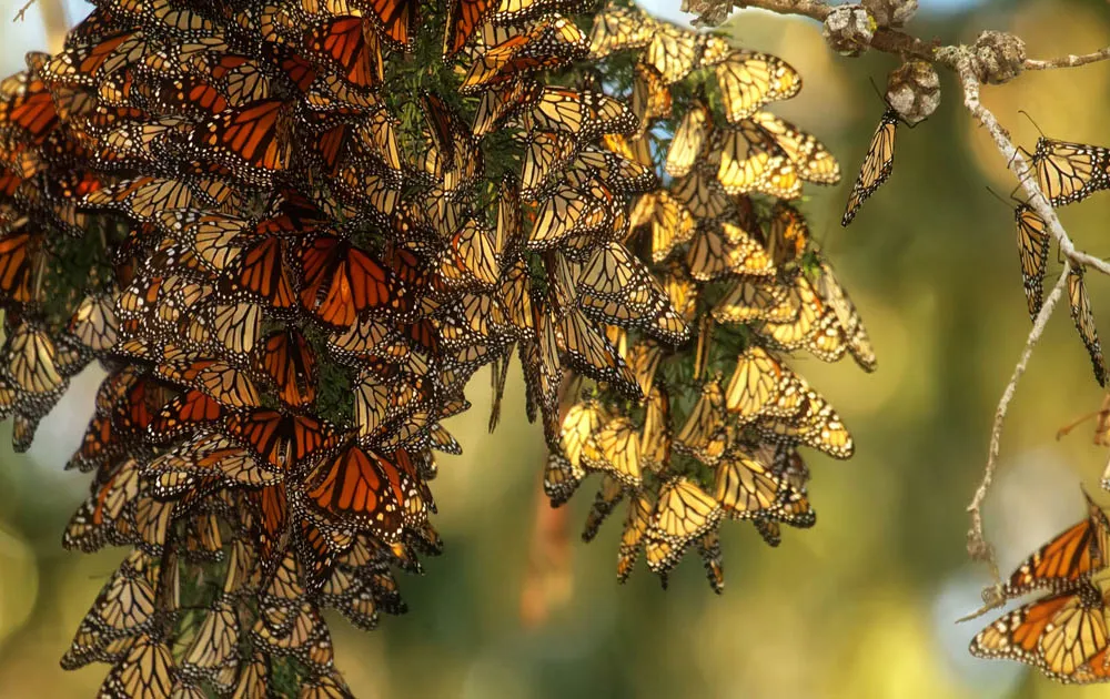 Cluster of Monarchs