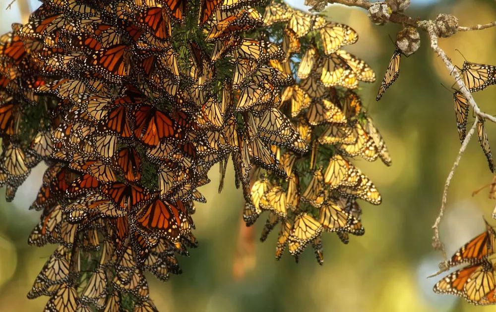 migration of monarch butterflies