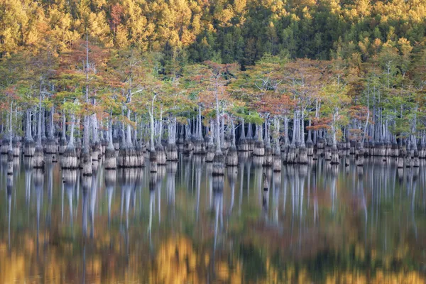 Sunrise in the Swamp thumbnail