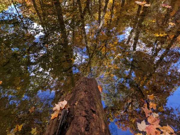 Golden Autumn Trees Reflected in Creek thumbnail
