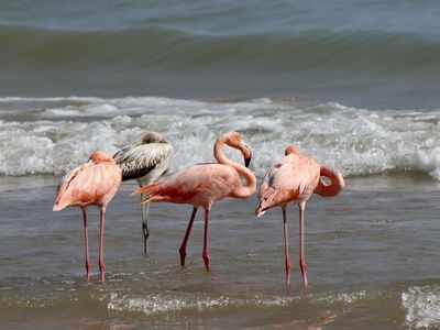 Five flamingos&mdash;three adults and two juveniles&mdash;hung out for a few hours along the shore of Lake Michigan in Wisconsin. One is not pictured here.