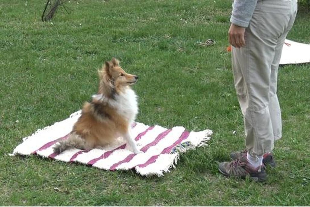 A brown dog with a white chest is shown sitting with its ears perked up on a white and pink stripped mat. A human is standing in front of the dog. The dog is patiently waiting for a command from the human. 