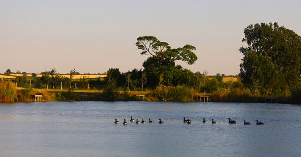 Geese at dusk on the fishing lake thumbnail