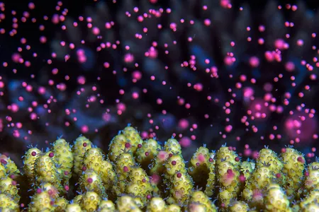 Many animals like corals release eggs and sperm into the water on just the right nights of the month.