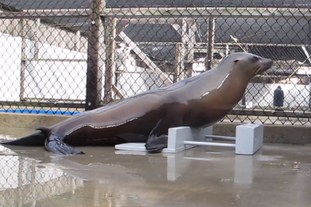 2013040209203404_02_2013_sea-lion-beat.jpg