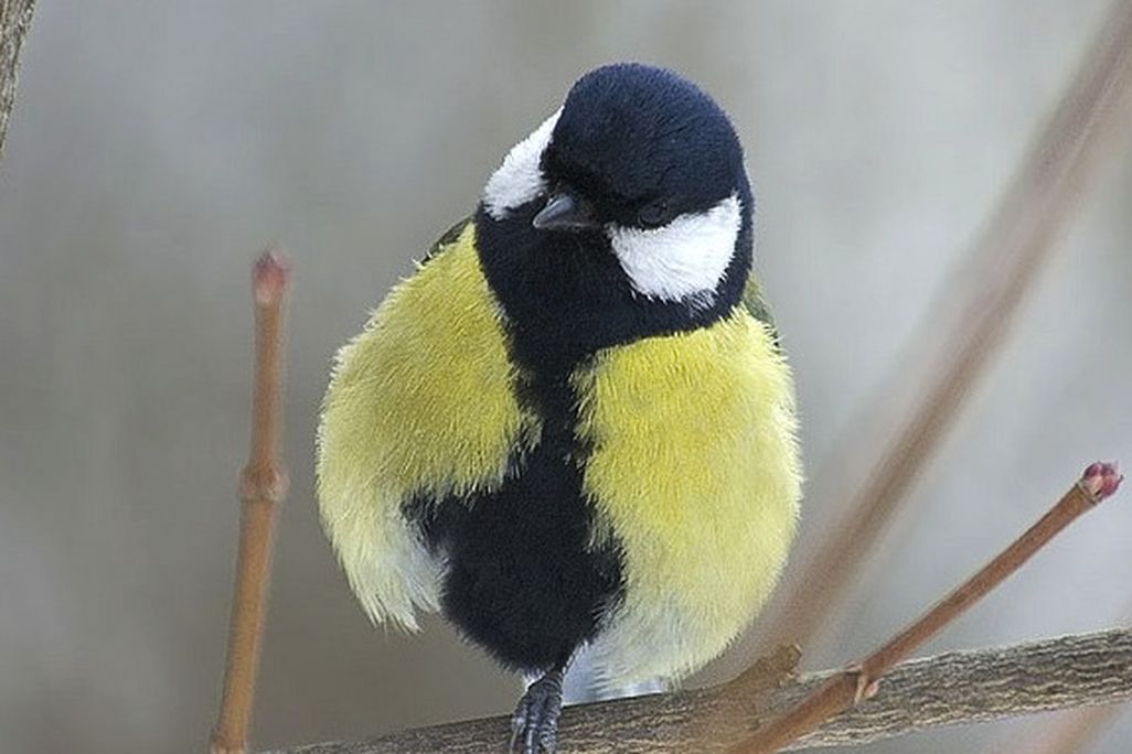 A handsome great tit