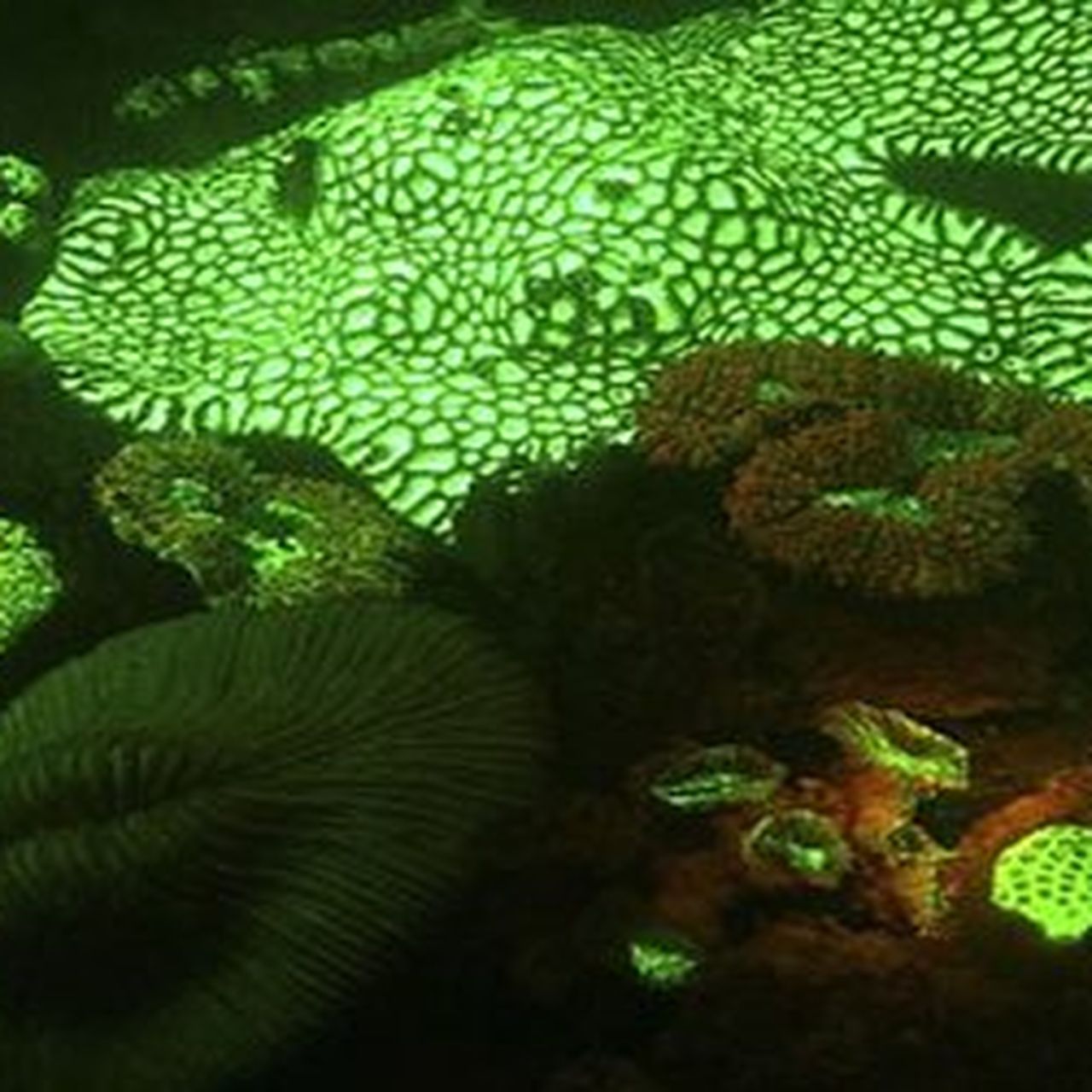 Heat-Sensitive Coral Species in Reef Tanks: Essential Care Tips