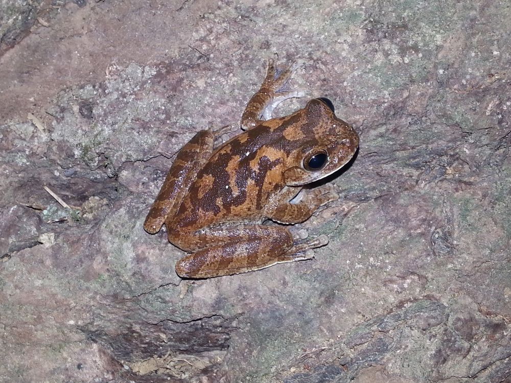 Pug-nosed tree frog