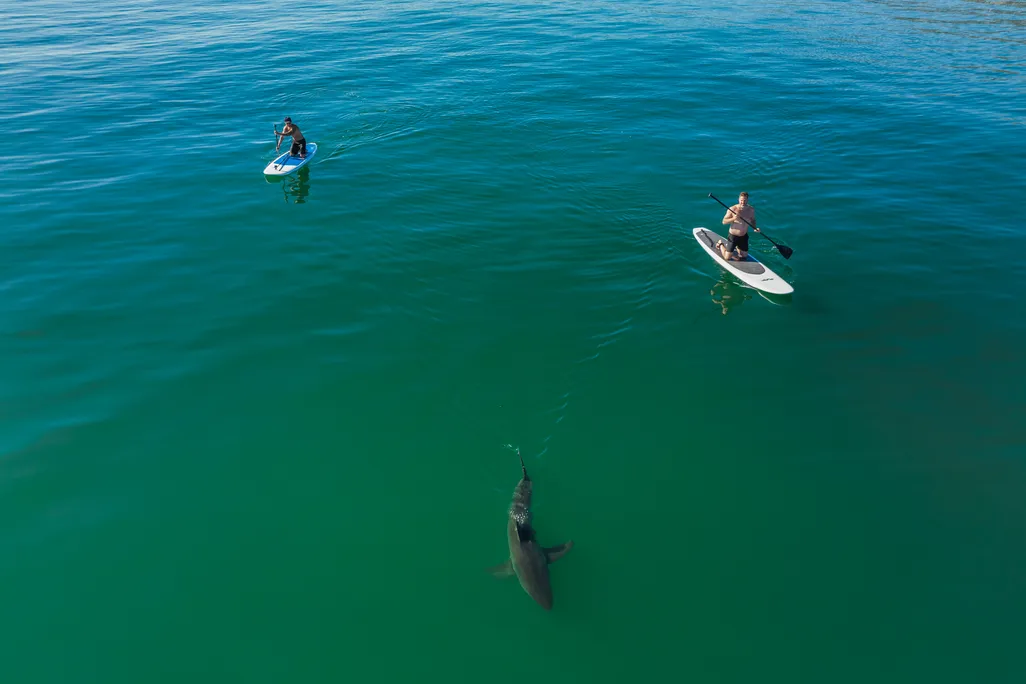 drone shot of two paddle boarders near a shark