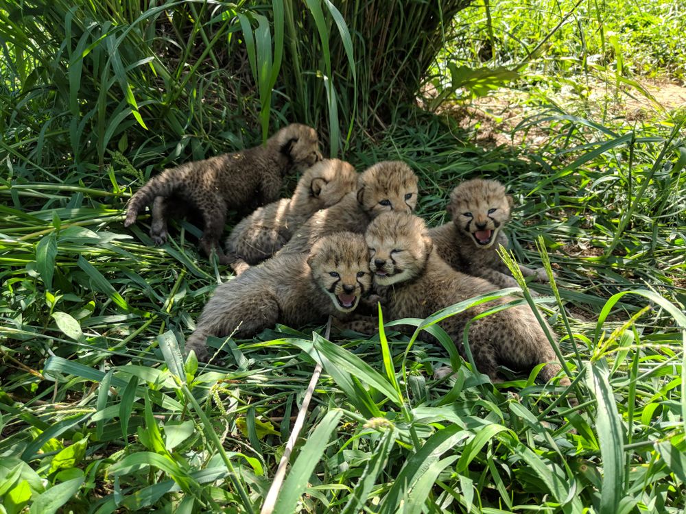 Cheetah cubs