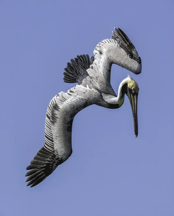 DIVING BROWN PELICAN thumbnail