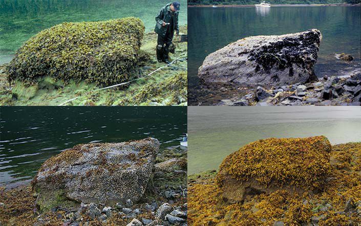 Rock After Exxon Valdez Oil Spill