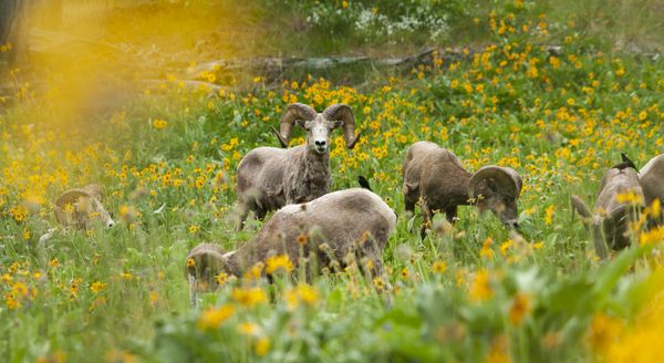 A Bachelor Group of Bighorn Sheep thumbnail
